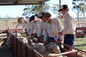 Field station sheep assessment