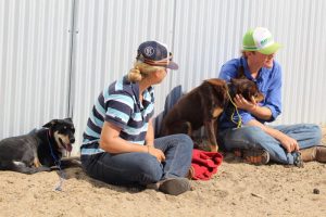 Hay Inc students and dogs