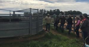 Richard Cannon and group cattle handling