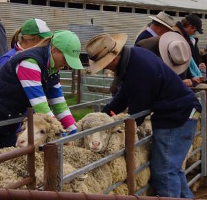 crop classing sheep