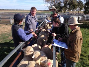 Hay-inc-rural-education-sheep