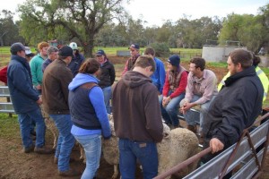 Hay Inc students learning sheep classing