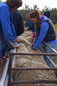 Maddy Sellers sheep classing