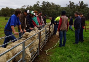 Sheep selection and Classing June 2016