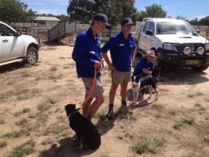 Working Dog Training day