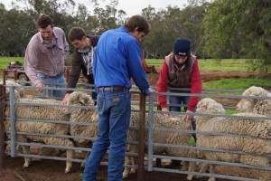 sheep assessment