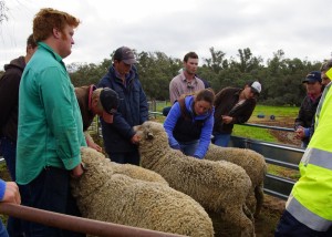 sheep clasing training