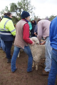 sheep classing training